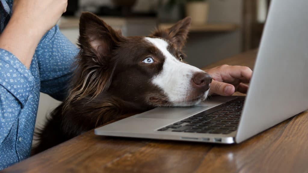 Brown and white Border Collie resting its head on a laptop during a virtual dog training session at home